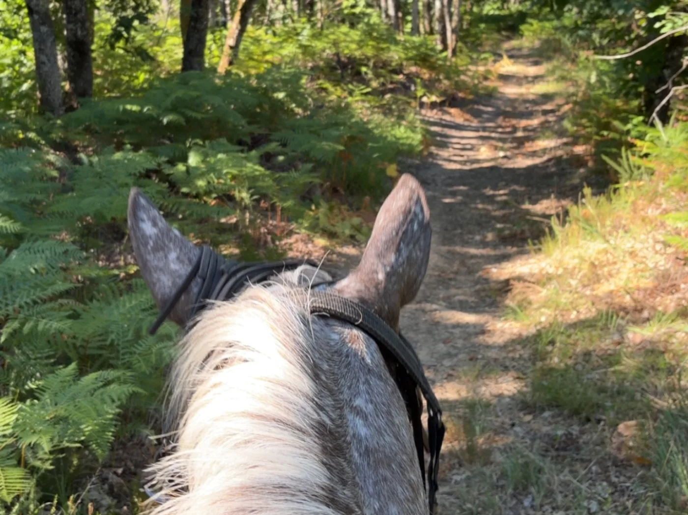 Chemin de forêt vu entre les oreilles d'un cheval pendant une balade