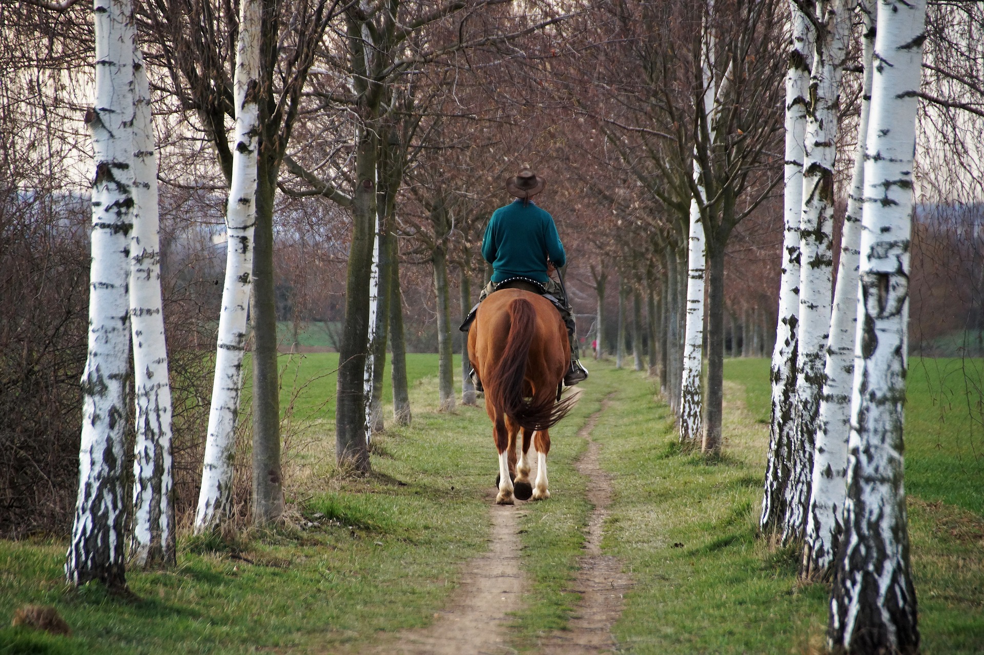 Balade à cheval en groupe