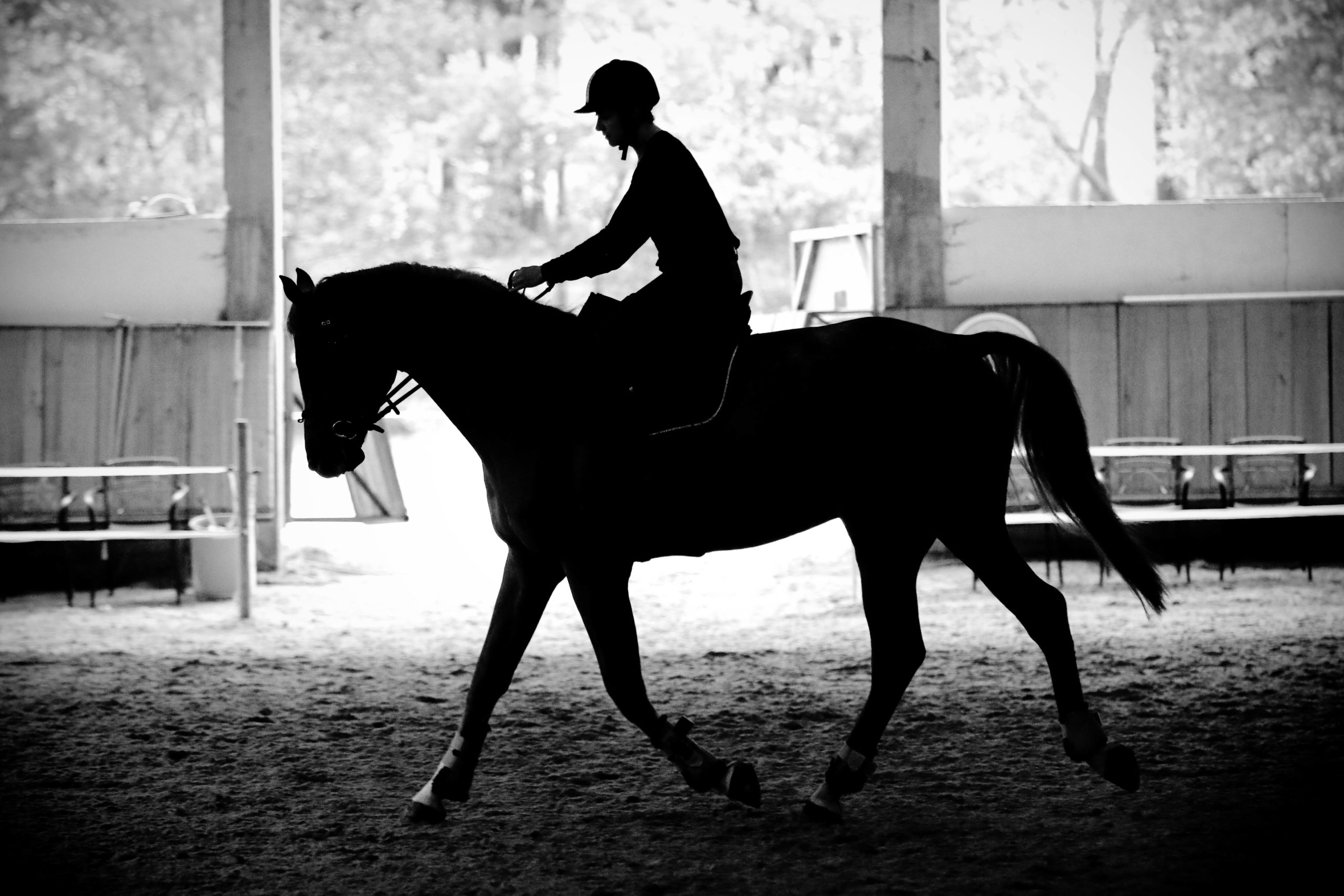 Travail de dressage dans le manège