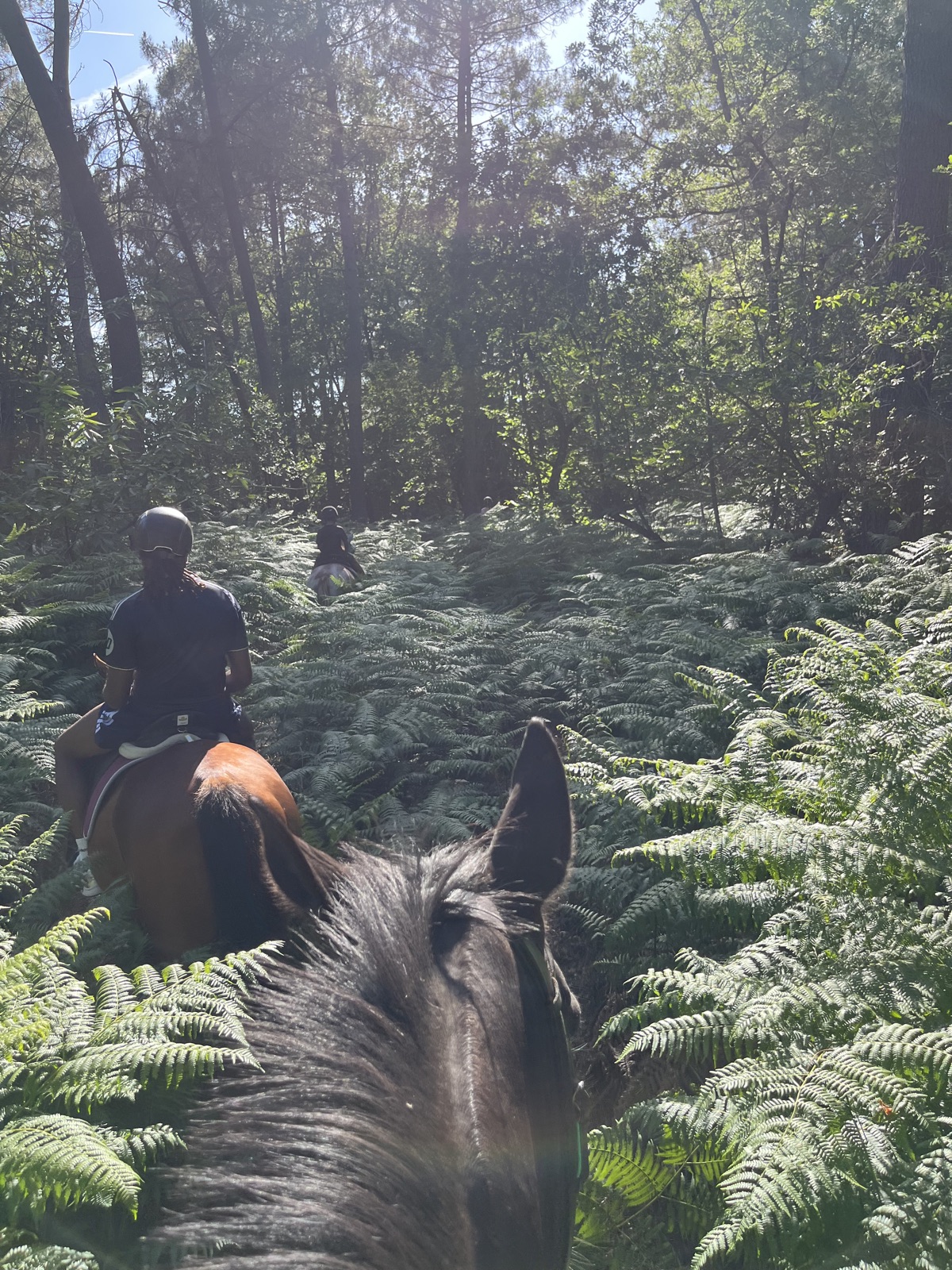 Balade à cheval en forêt près de Bergerac