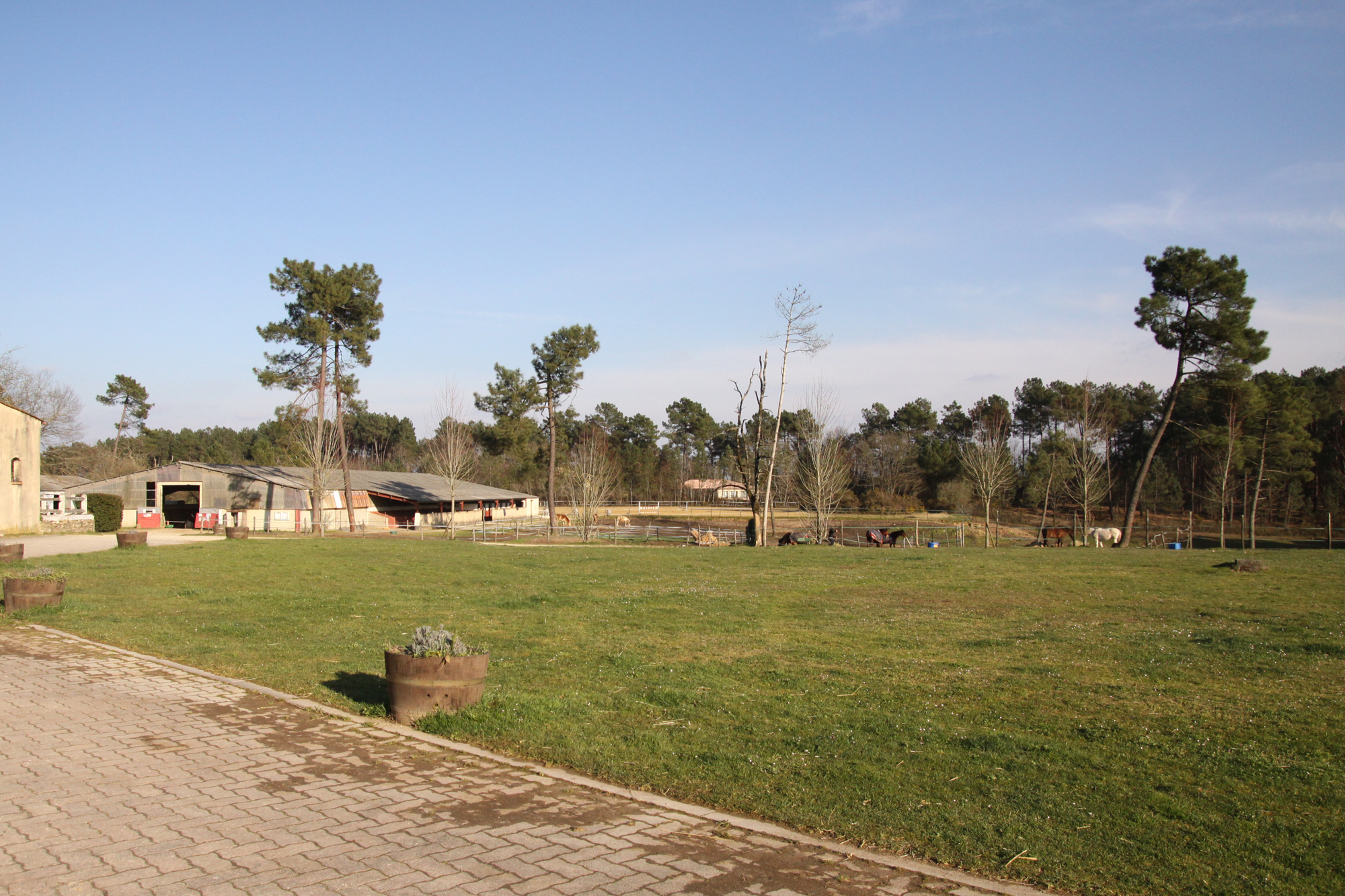 Pension chevaux aux Écuries du Grand Vignoble