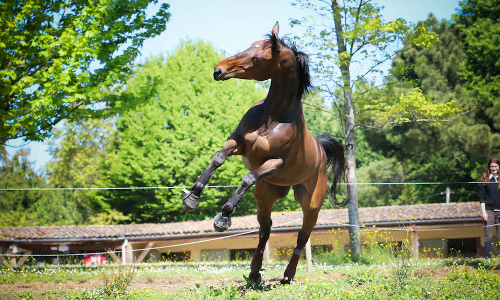Prés et chevaux aux Écuries du Grand Vignoble