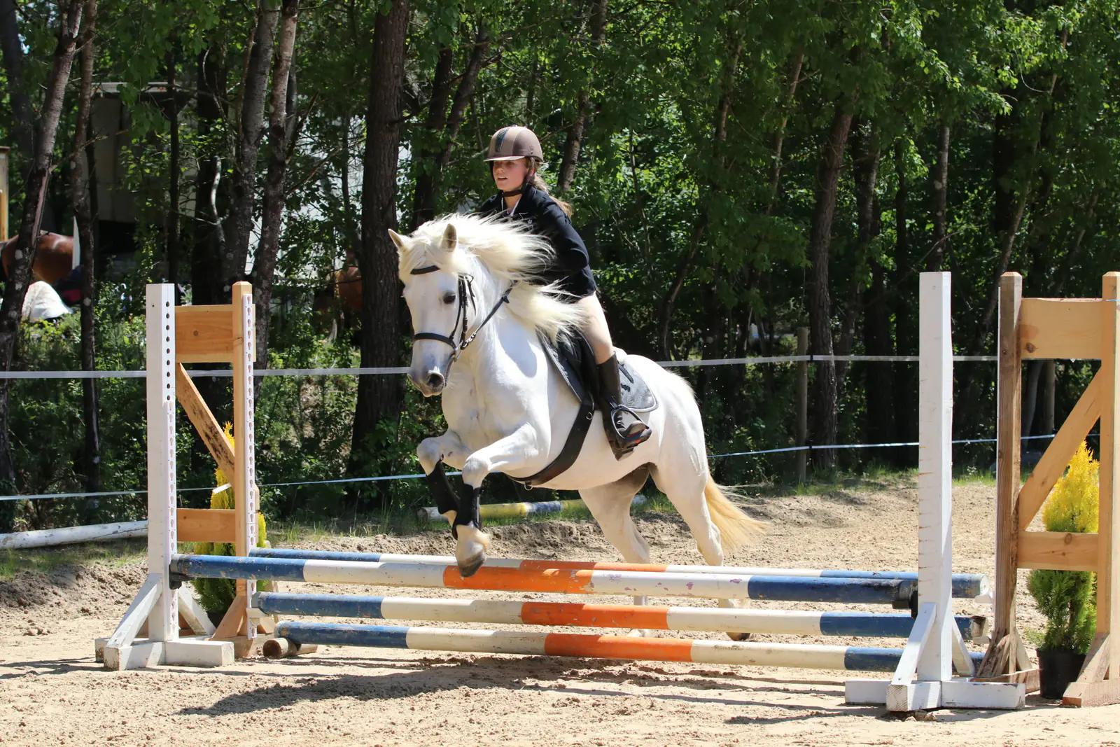 Saut d'obstacles en concours