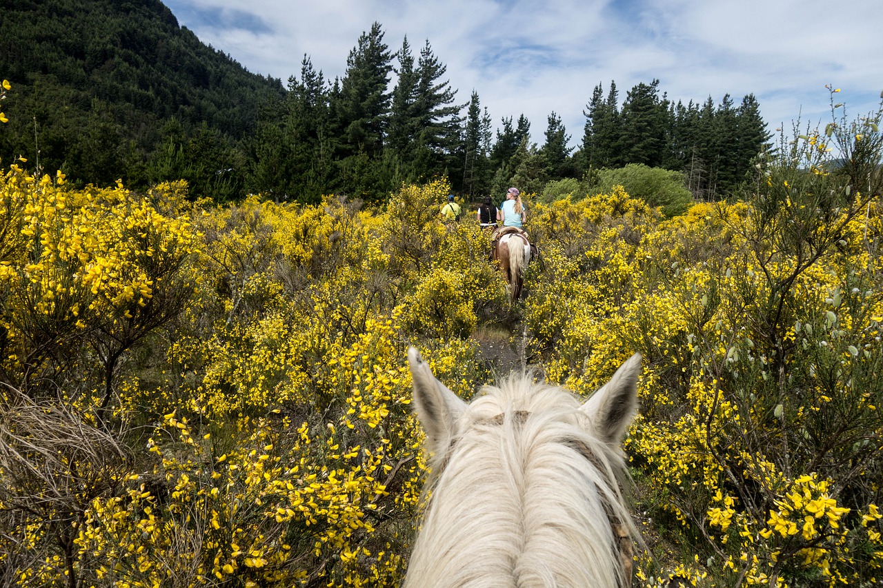Sortie à cheval dans la nature